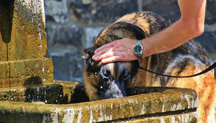 dog-calor