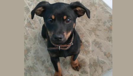 Procura-se por cachorro perdido no Jd.Santana