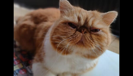 Procura-se por gato “com cara de mau” perdido no Amanda