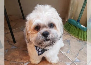 Procura-se por animal perdido no bairro Vila real