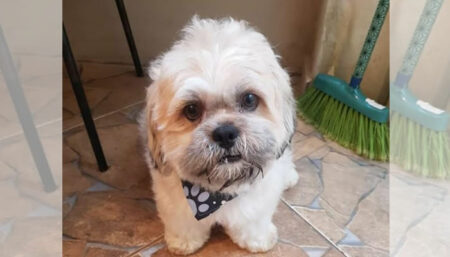 Procura-se por animal perdido no bairro Vila real