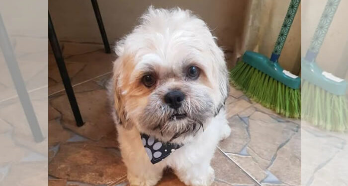 Procura-se por animal perdido no bairro Vila real