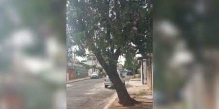 Morador do Jd. Nova Hortolândia II teme queda de árvore e espera, há quase um ano, resposta da Prefeitura