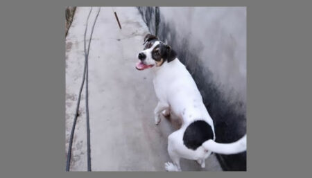 Procura-se por “Brad” perdido no bairro Parque do Horto Hortolândia