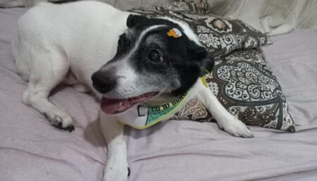 Procura-se por cãozinho perdido no bairro São Sebastião