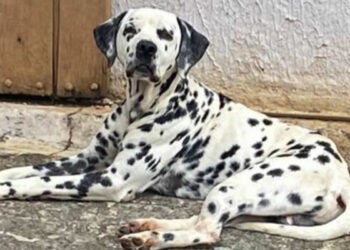 dalmata