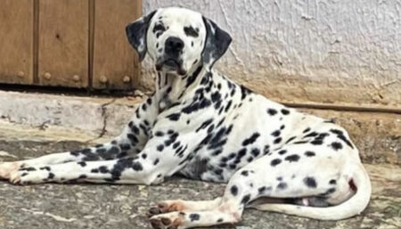 Quem é o dono do Dálmata perdido no bairro Jardim do Bosque?