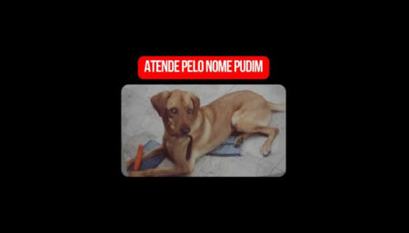 Procura-se por cachorro perdido no bairro Jardim Santa Rita