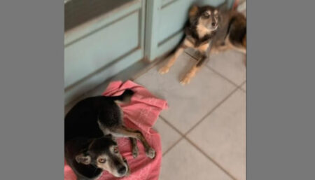 Procura-se por Lori e Flora perdidas no bairro Vila Real