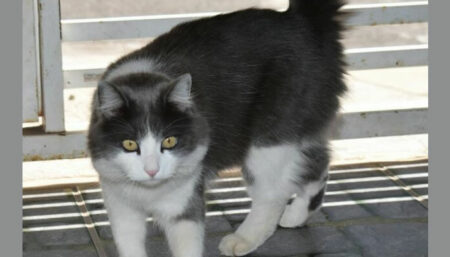 Procura-se por gata perdida no Terras de Santo Antônio