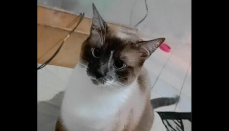 Procura-se gata perdida no Nova América