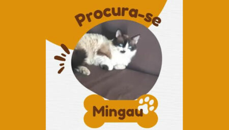 Procura-se por “mingau” perdido no Amanda 2