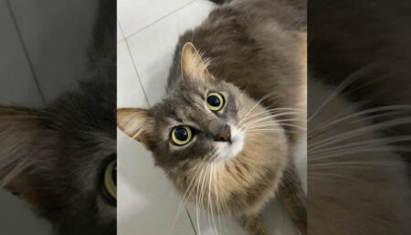 Procura-se por animal perdido no bairro Jardim amanda 1