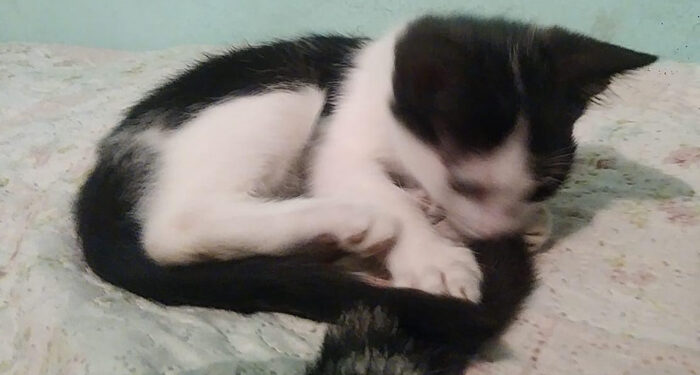 Procura-se: Alguém viu o Neguinho pelo bairro Nova Hortolândia