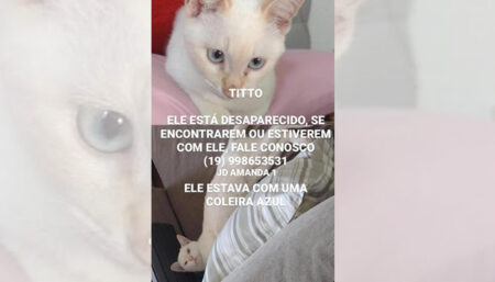 Alguém viu o Gato Titto passeando pelas ruas do Amanda?
