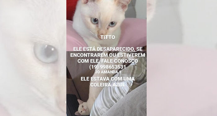 Alguém viu o Gato Titto passeando pelas ruas do Amanda?