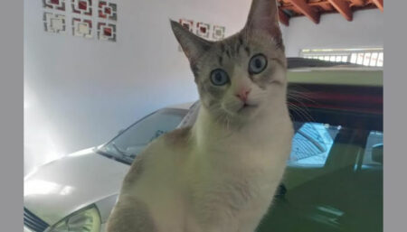 Procura-se por “Mimi” perdida no Remanso Campineiro