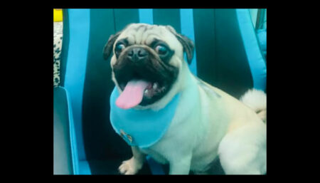 Procura-se por pug perdido no Sumarezinho