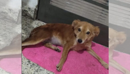 Procura-se por animal perdido no bairro Jd Adelaide