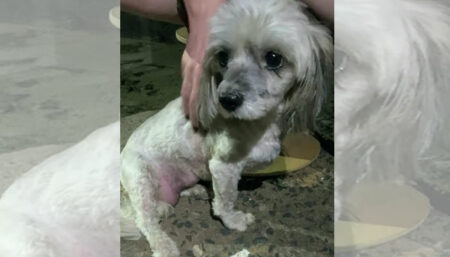 Alguém viu o dono dessa “cachorrinha”
