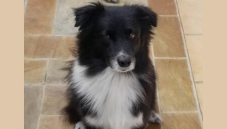 Procura-se por um Border Collie perdido Santa Clara do Lago