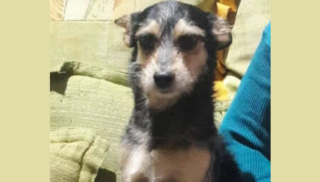 Procura-se por “César” perdido no Remanso Campineiro
