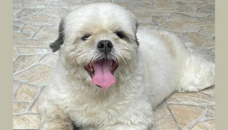 Procura-se o dono do cachorro perdido no Adelaide