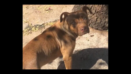 Procura-se uma Pitbull perdida no Ongaro