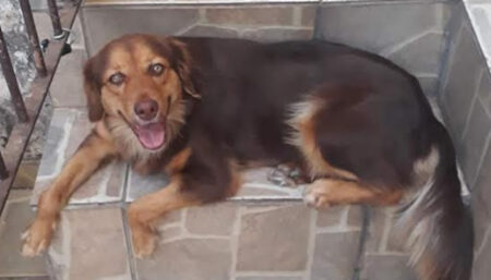Comunidade de Vila Real Continuação mobilizada na busca pela Cachorra Nutella
