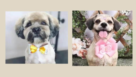 Procura-se por casal de Shih-tzu perdidos no Nova América