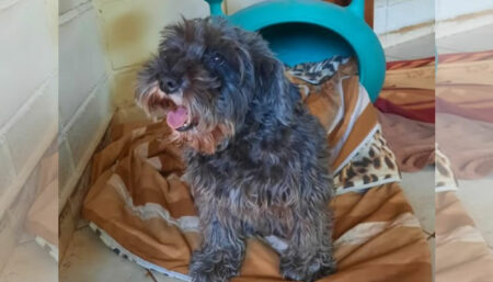 Alguém ai viu esse cachorrinho pelo bairro Vila Real?