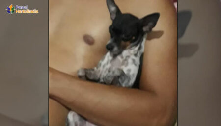 Procura-se por animal perdido no bairro Jardim Amanda 1