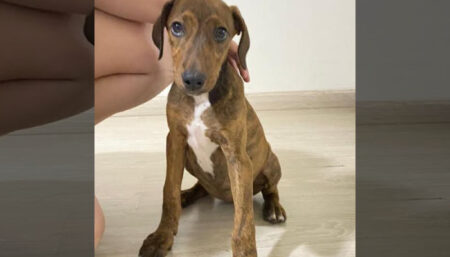 Busca por cachorro perdido no Bairro Jd. Calegari