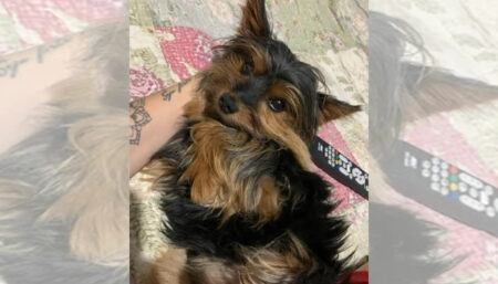 Procura-se por animal perdido no bairro Jardim Amanda 2