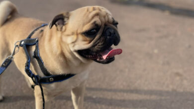 cachorro pag