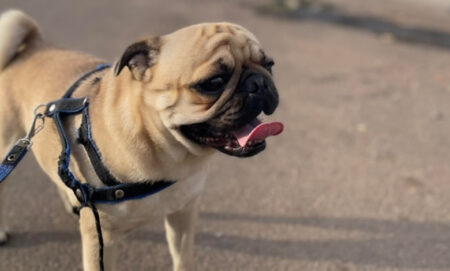 Cachorro da raça PAG desaparecido no Boa Esperança em Hortolândia
