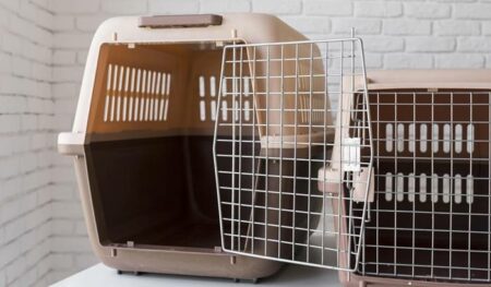 Dois cachorros são esquecidos dentro do carro de um pet shop e morrem | Tragédia ocorreu em cidade do interior de SP