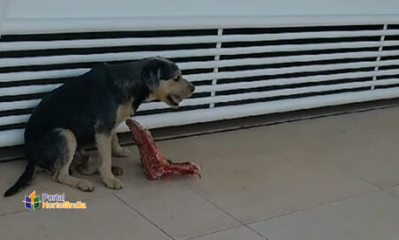 Descarte irregular de alimentos tem atraído animais no Parque Terras De Santa Maria