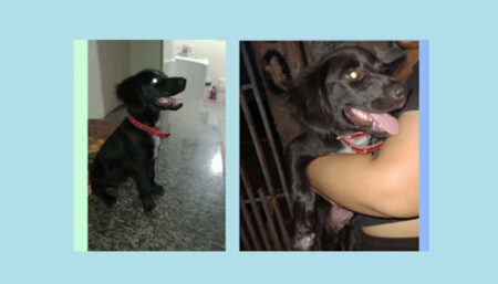 Procura-se por animal perdido no bairro Avenida Olívio Franceschine 700 Parque do Pinheiro