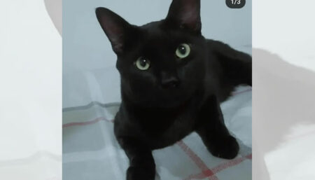Procura-se por animal perdido no bairro Jardim São Sebastião