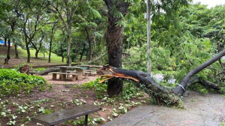 Queda de árvores em diversos bairros e ventos acima dos 60 km/h foram registrados em Campinas