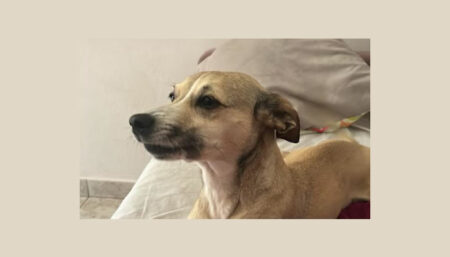 Procura-se pela Rubi perdido no Remanso Campineiro