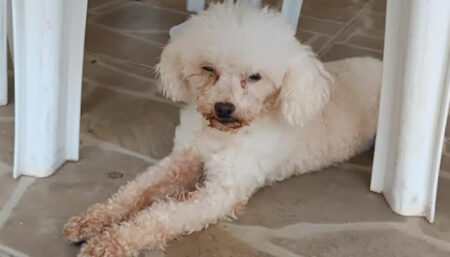 Procura-se por animal perdido no bairro Sumarezinho
