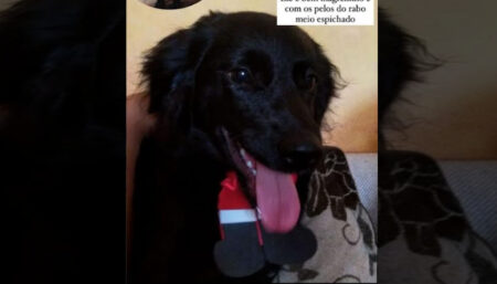 Busca por cachorro perdido no Jardim Amanda