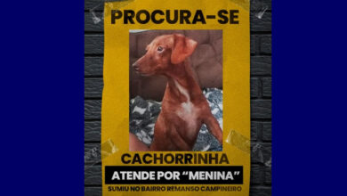animal perdido