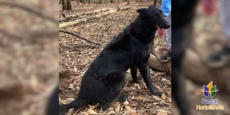 Família busca por cachorro desaparecido que é apoio emocional de um garoto de 7 anos em Hortolândia