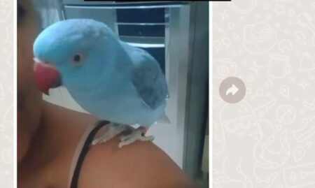 Família busca por pássaro que fugiu na região do Novo Cambuí, em Hortolândia