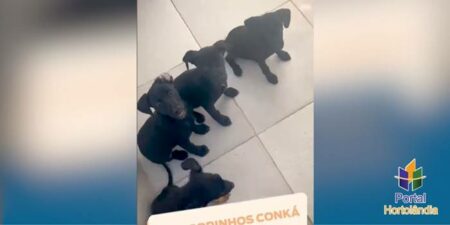 Cachorrinhos de 2 meses estão prontos para adoção no DPBEA, em Hortolândia