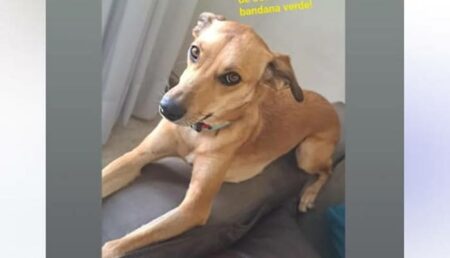 Cachorra desaparecida na região do Jd. Rosolém: donos pedem ajuda para encontrá-la