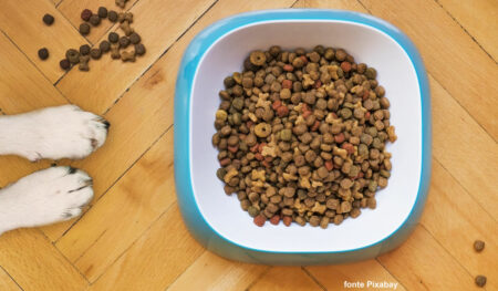 Suplementos podem fazer parte da dieta dos pets
